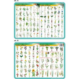 Podkładka edukacyjna Visual System Biologia #3